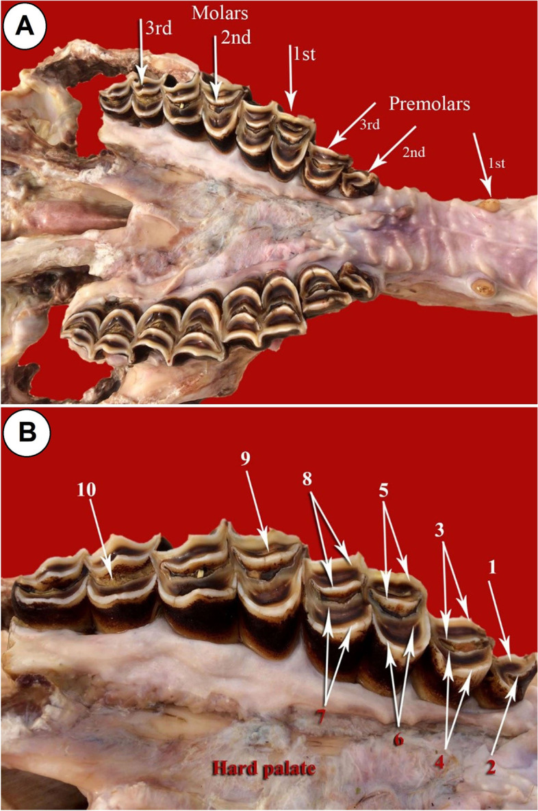 Morphological and radiological mapping of dental cusps in relation to spatial constraints on tooth shape of one humped camel (Camelus dromedarius).