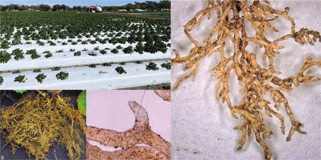 First Report of Direct Damage Caused by the Stubby-Root Nematode, <i>Nanidorus minor</i>, to Strawberry (<i>Fragaria</i> x <i>ananassa</i>), in Florida.