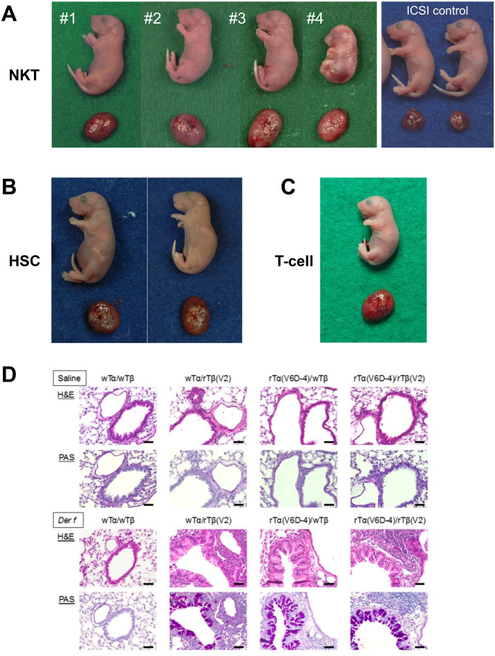 Mouse somatic cell nuclear transfer: What has changed and remained unchanged in 25 years.