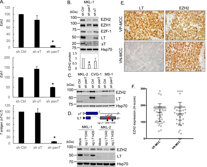 Methyltransferase-independent function of enhancer of zeste homologue 2 maintains tumorigenicity induced by human oncogenic papillomavirus and polyomavirus