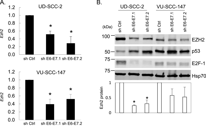 Methyltransferase-independent function of enhancer of zeste homologue 2 maintains tumorigenicity induced by human oncogenic papillomavirus and polyomavirus