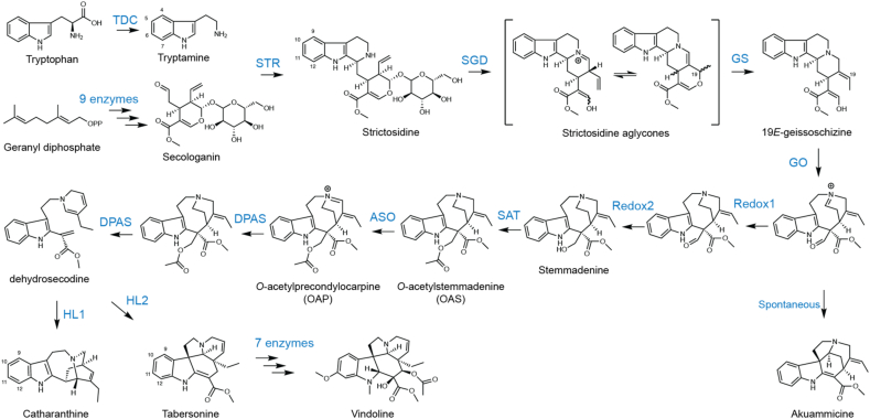 Improved protein glycosylation enabled heterologous biosynthesis of monoterpenoid indole alkaloids and their unnatural derivatives in yeast