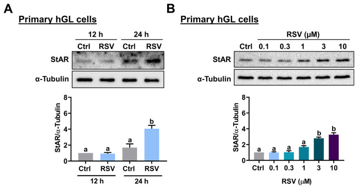 Resveratrol stimulates StAR expression and progesterone production by GPER-mediated downregulation of Snail expression in human granulosa cells.