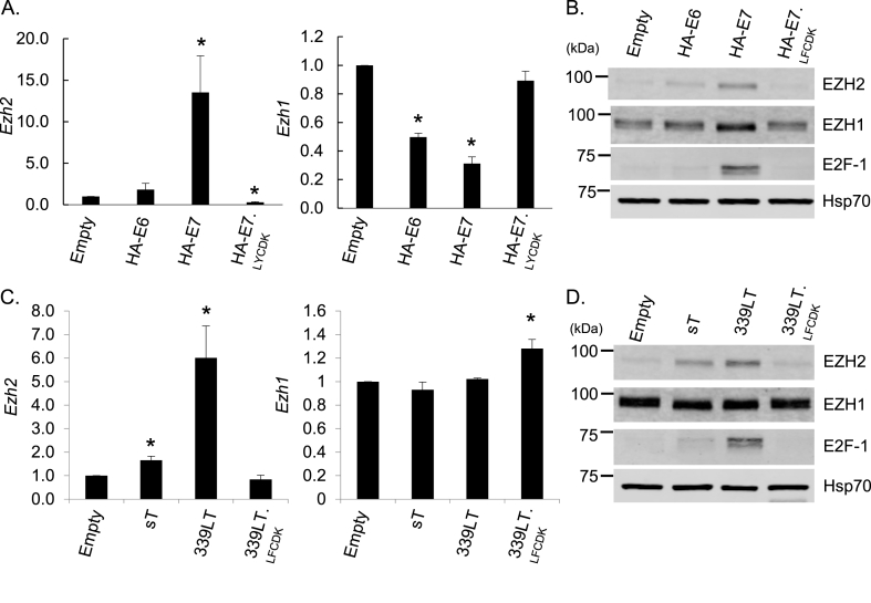 Methyltransferase-independent function of enhancer of zeste homologue 2 maintains tumorigenicity induced by human oncogenic papillomavirus and polyomavirus