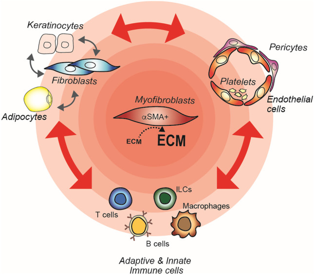 Current Concepts on the Pathogenesis of Systemic Sclerosis.