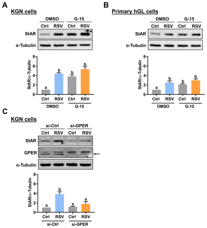 Resveratrol stimulates StAR expression and progesterone production by GPER-mediated downregulation of Snail expression in human granulosa cells.