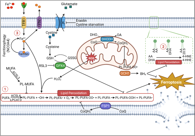 Origins of nervous tissue susceptibility to ferroptosis