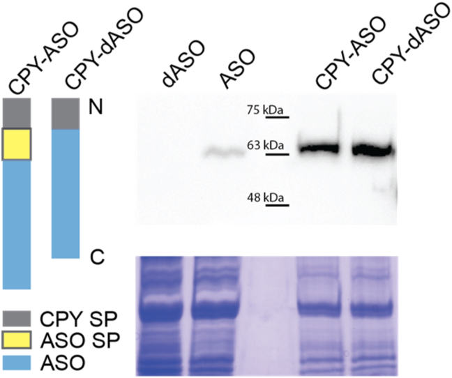 Improved protein glycosylation enabled heterologous biosynthesis of monoterpenoid indole alkaloids and their unnatural derivatives in yeast