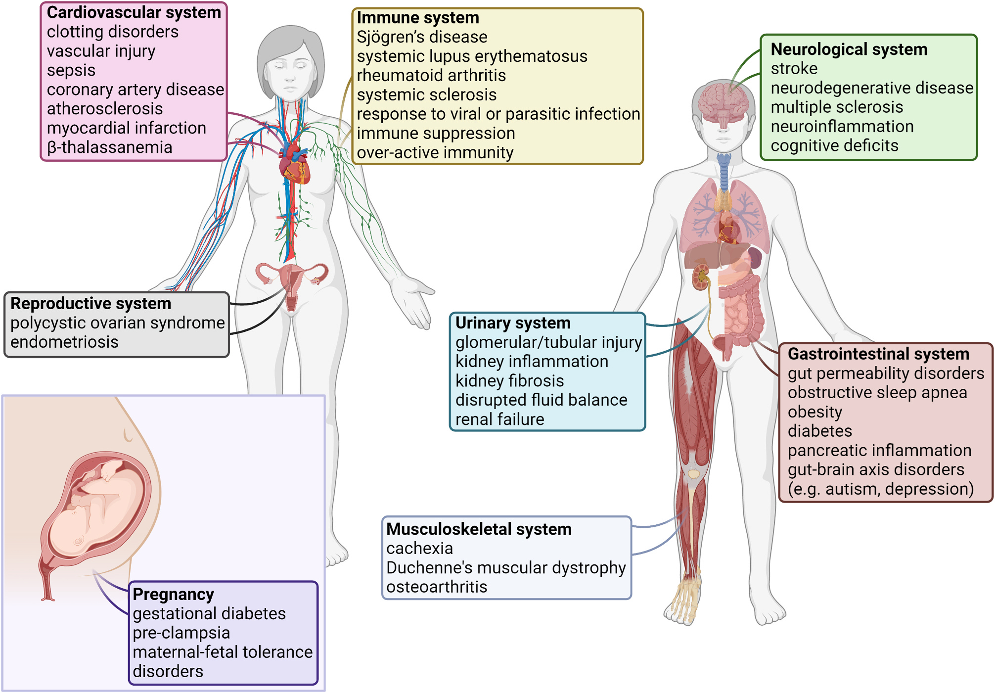 Extracellular vesicles as personalized medicine