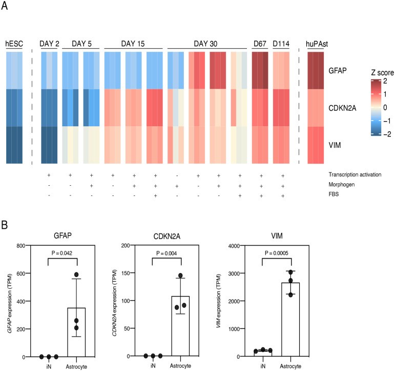 Developmental Expression of the Cell Cycle Regulator p16<sup>INK4a</sup> in Retinal Glial Cells: A Novel Marker for Immature Ocular Astrocytes?