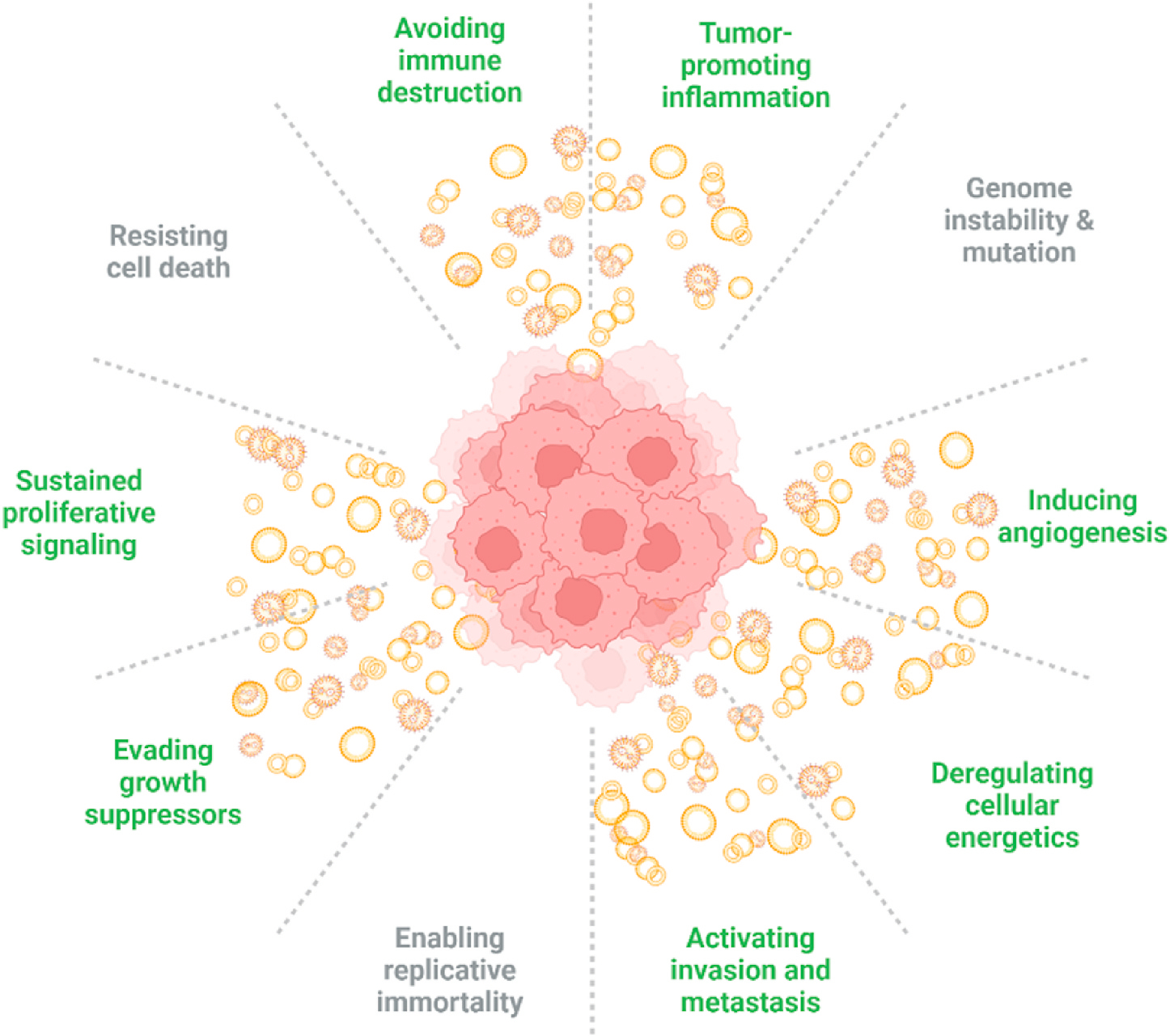 Extracellular vesicles as personalized medicine