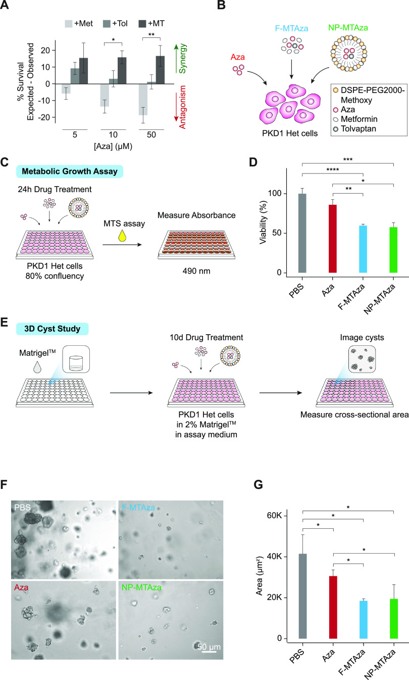 Targeting the ADPKD methylome using nanoparticle-mediated combination therapy.