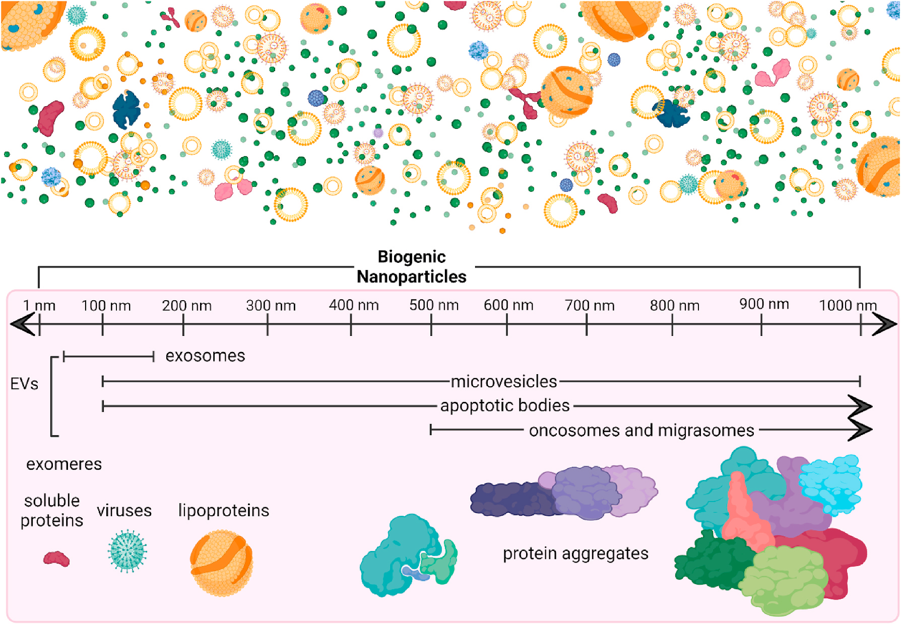 Extracellular vesicles as personalized medicine