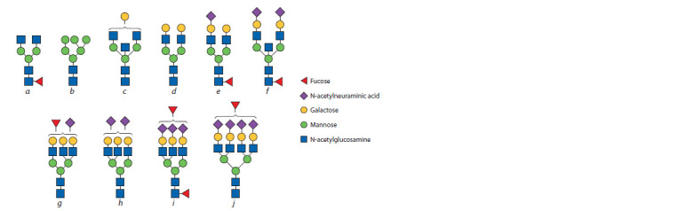 Genetic control of N-glycosylation of human blood plasma proteins.