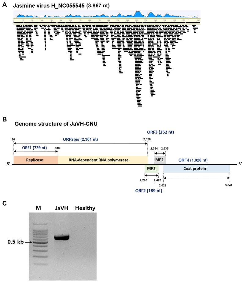 Rapid Identification of Jasmine Virus H Infecting Ixora coccinea by Nanopore Metatranscriptomics.