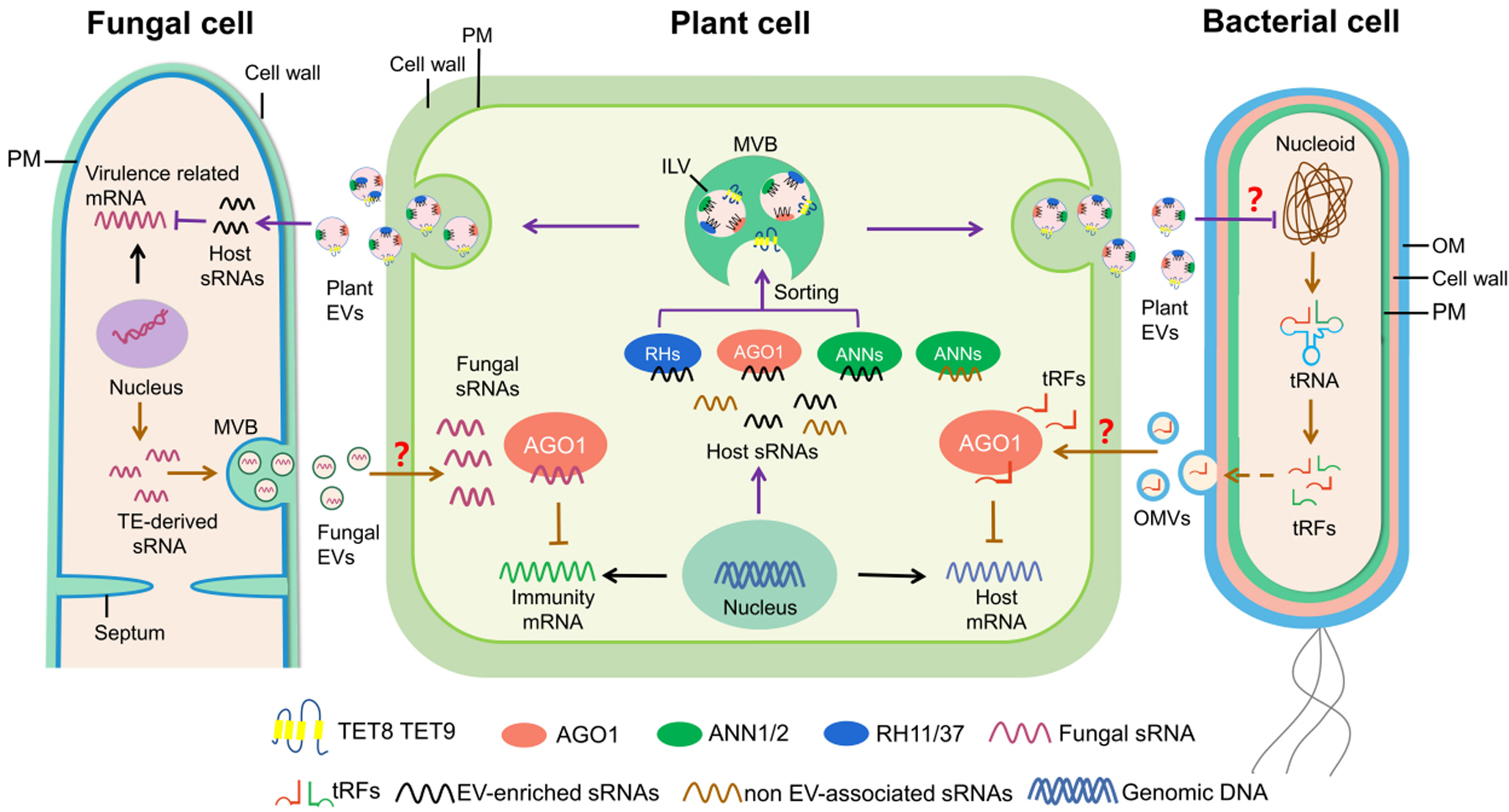 Extracellular vesicles: cross-organismal RNA trafficking in plants, microbes, and mammalian cells.