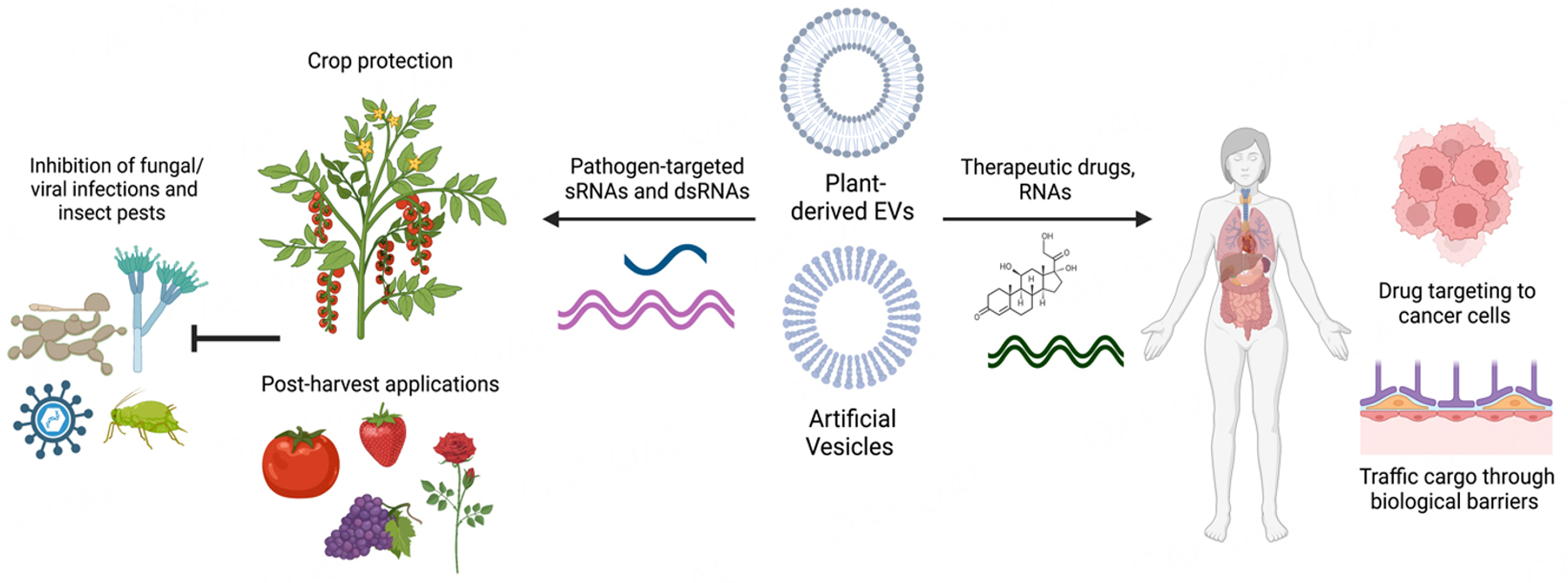 Extracellular vesicles: cross-organismal RNA trafficking in plants, microbes, and mammalian cells.