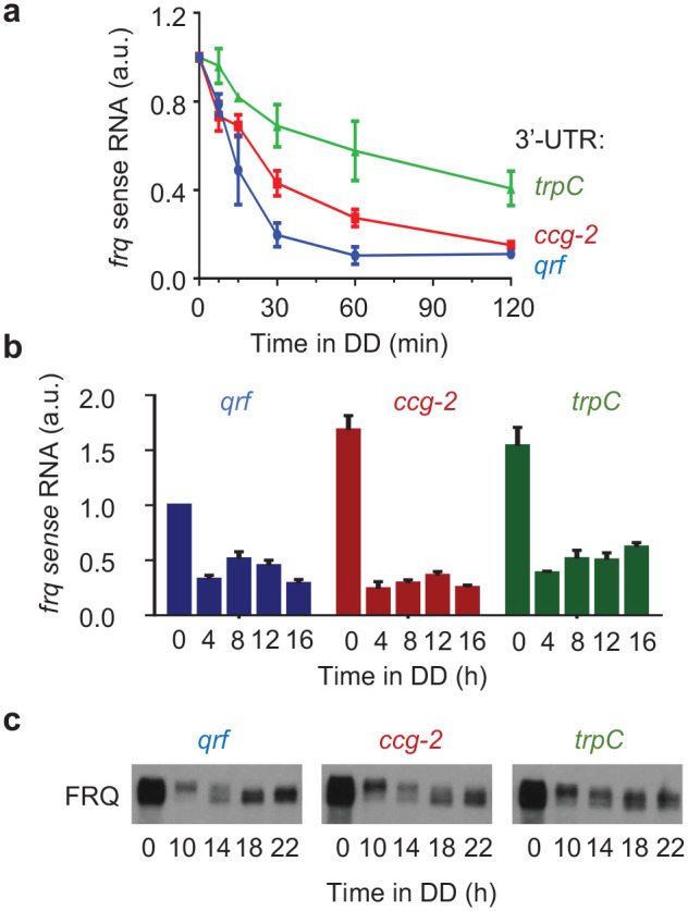 Antisense Transcription of the <i>Neurospora</i> Frequency Gene Is Rhythmically Regulated by CSP-1 Repressor but Dispensable for Clock Function.