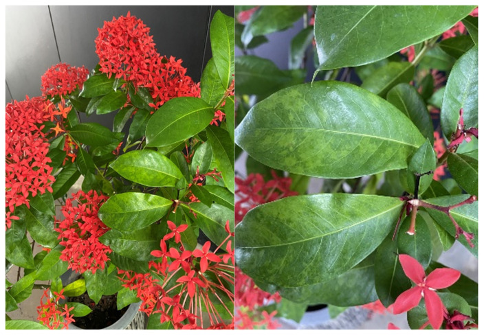 Rapid Identification of Jasmine Virus H Infecting Ixora coccinea by Nanopore Metatranscriptomics.