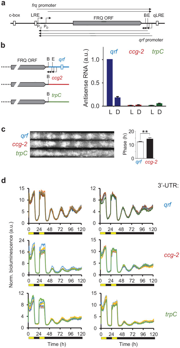 Antisense Transcription of the <i>Neurospora</i> Frequency Gene Is Rhythmically Regulated by CSP-1 Repressor but Dispensable for Clock Function.