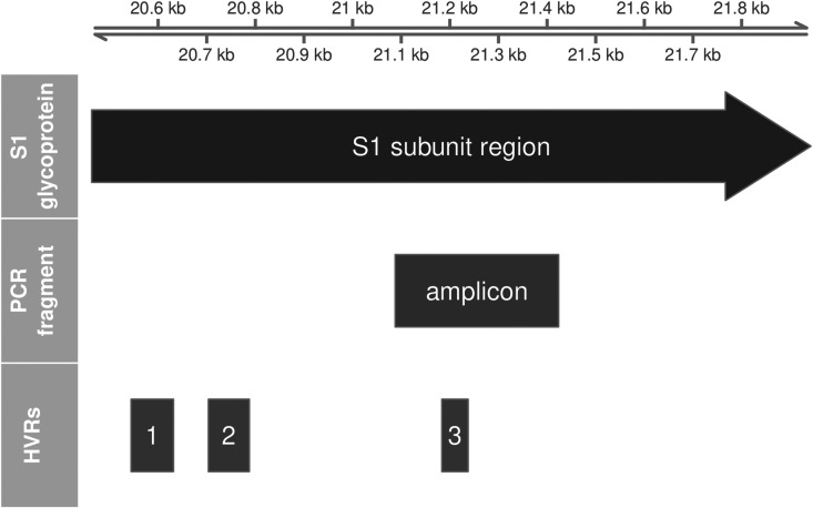 Genetic analysis of infectious bronchitis virus (IBV) in vaccinated poultry populations over a period of 10 years.