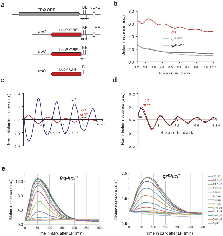 Antisense Transcription of the <i>Neurospora</i> Frequency Gene Is Rhythmically Regulated by CSP-1 Repressor but Dispensable for Clock Function.