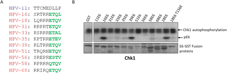 Molecular dissection of the E6 PBM identifies essential residues regulating Chk1 phosphorylation and subsequent 14-3-3 recognition