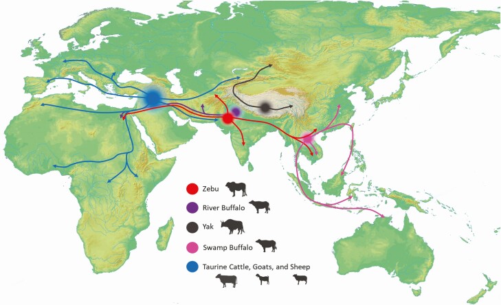 Dairying and the evolution and consequences of lactase persistence in humans.