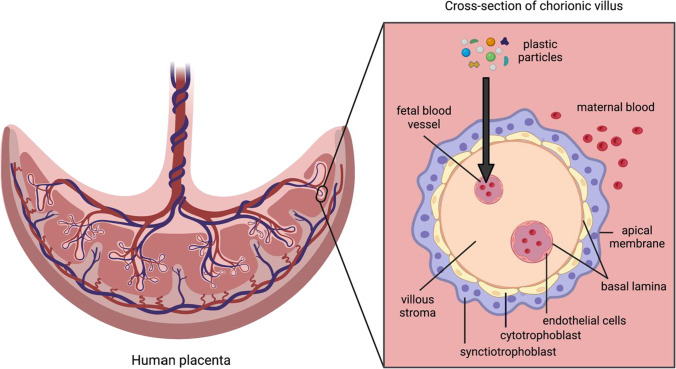 A Systematic Review of the Placental Translocation of Micro- and Nanoplastics.