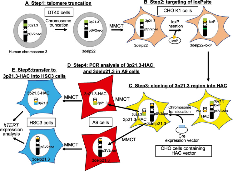 Human artificial chromosome carrying 3p21.3-p22.2 region suppresses hTERT transcription in oral cancer cells.