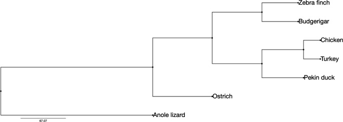 Integrative comparative analysis of avian chromosome evolution by in-silico mapping of the gene ontology of homologous synteny blocks and evolutionary breakpoint regions.