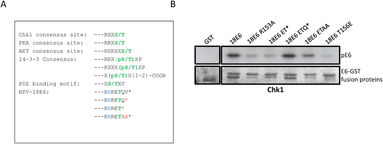 Molecular dissection of the E6 PBM identifies essential residues regulating Chk1 phosphorylation and subsequent 14-3-3 recognition