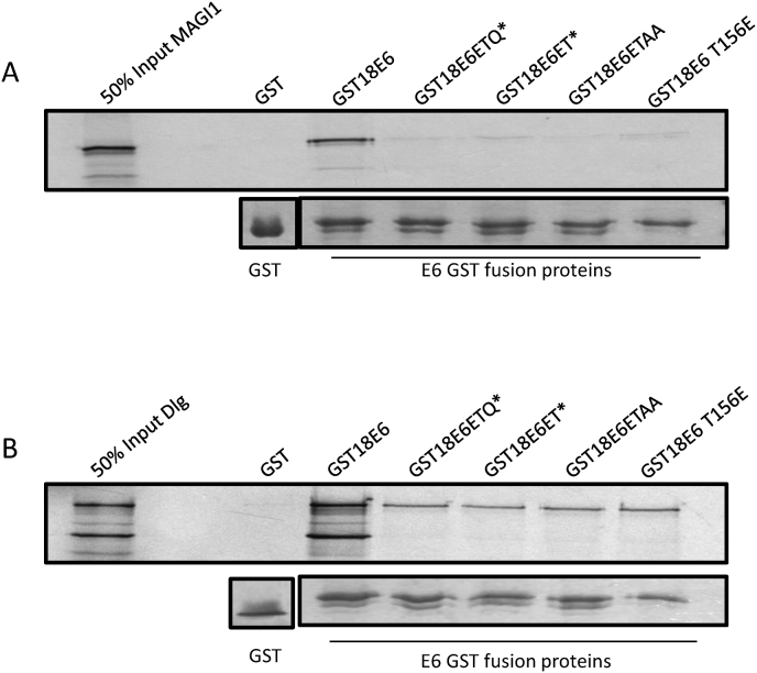 Molecular dissection of the E6 PBM identifies essential residues regulating Chk1 phosphorylation and subsequent 14-3-3 recognition