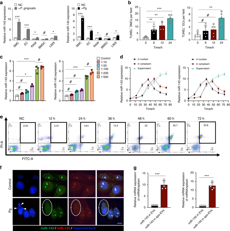 Oral pathogen aggravates atherosclerosis by inducing smooth muscle cell apoptosis and repressing macrophage efferocytosis.