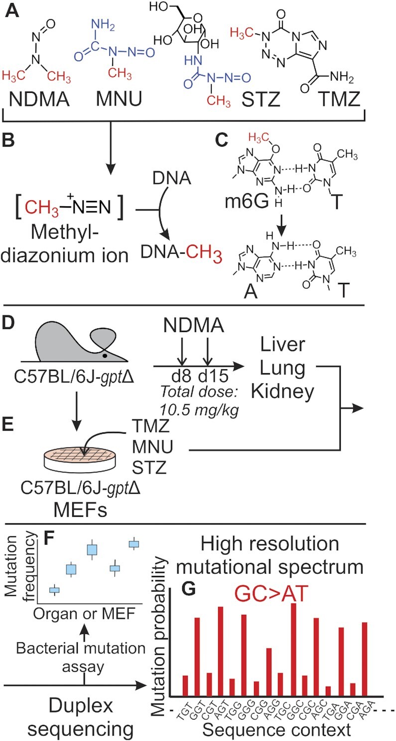 Molecular origins of mutational spectra produced by the environmental carcinogen <i>N</i>-nitrosodimethylamine and S<sub>N</sub>1 chemotherapeutic agents.