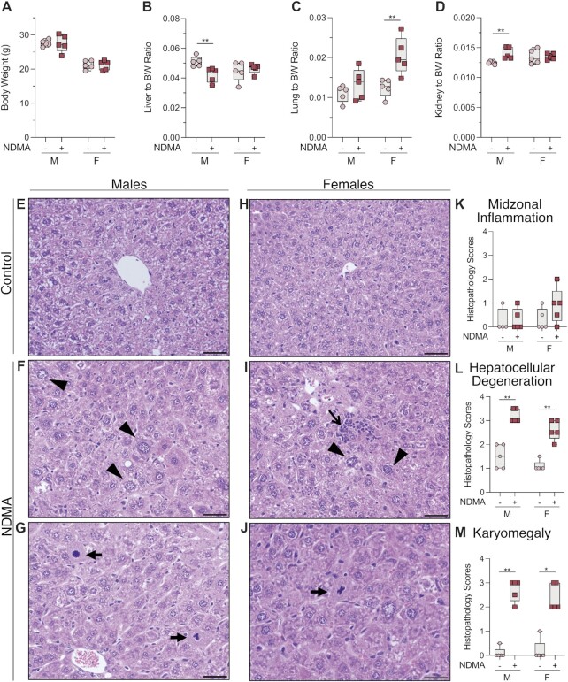 Molecular origins of mutational spectra produced by the environmental carcinogen <i>N</i>-nitrosodimethylamine and S<sub>N</sub>1 chemotherapeutic agents.