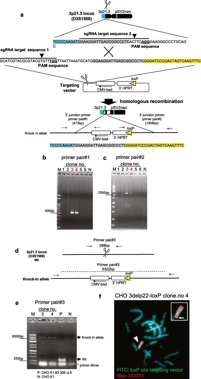 Human artificial chromosome carrying 3p21.3-p22.2 region suppresses hTERT transcription in oral cancer cells.