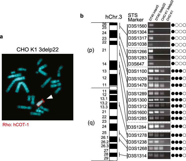 Human artificial chromosome carrying 3p21.3-p22.2 region suppresses hTERT transcription in oral cancer cells.