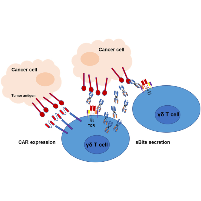 Enhancing the effectiveness of γδ T cells by mRNA transfection of chimeric antigen receptors or bispecific T cell engagers.