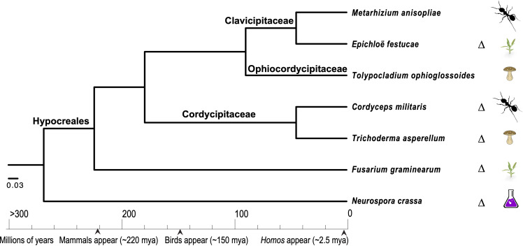 The Sordariomycetes: an expanding resource with Big Data for mining in evolutionary genomics and transcriptomics.