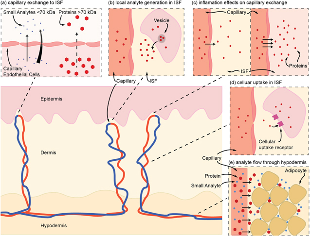 Perspective-The Feasibility of Continuous Protein Monitoring in Interstitial Fluid.