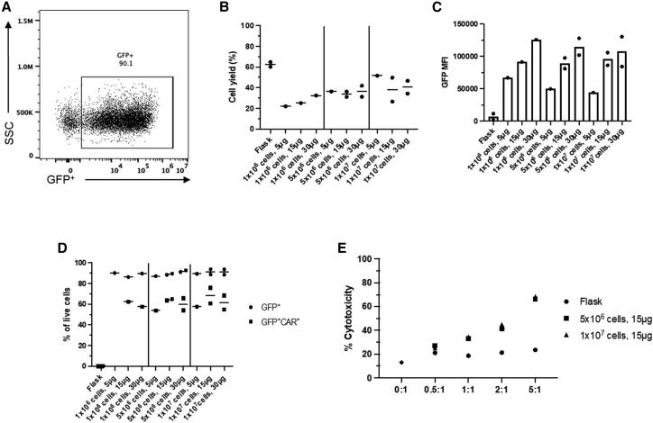 Enhancing the effectiveness of γδ T cells by mRNA transfection of chimeric antigen receptors or bispecific T cell engagers.