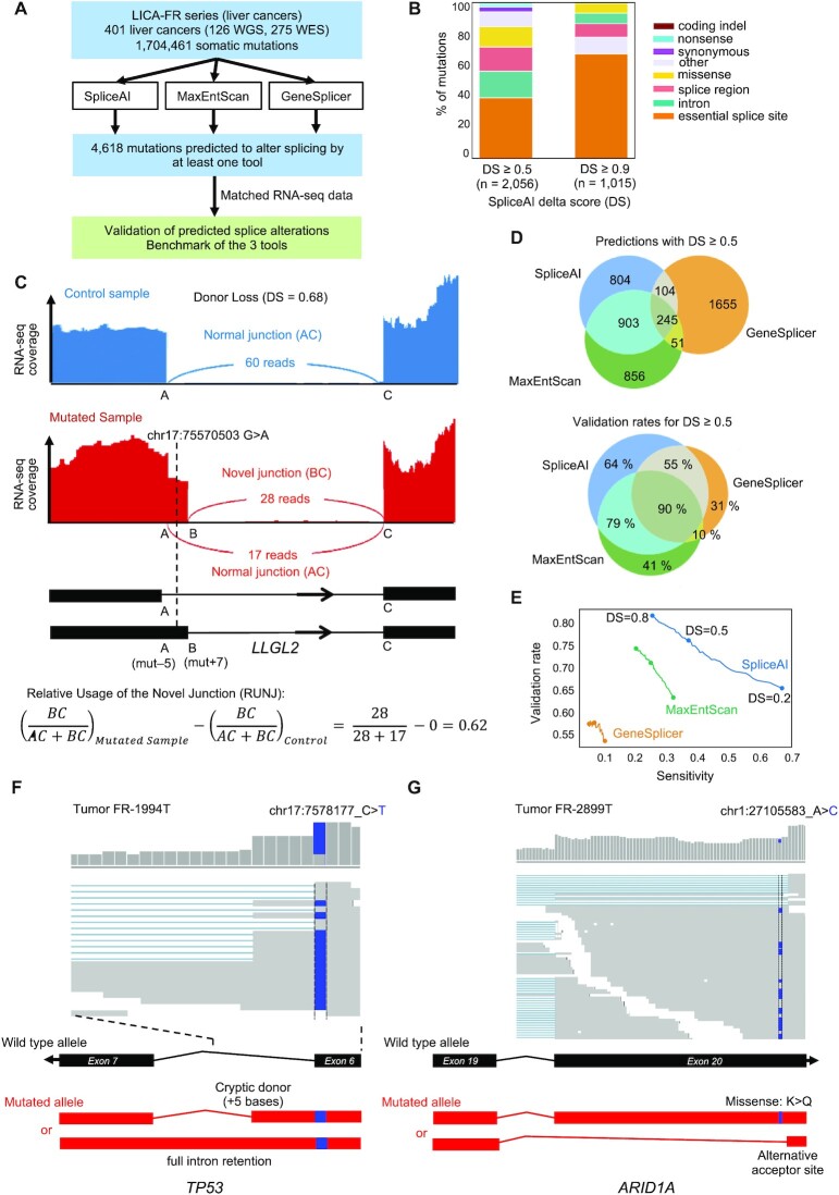 Discovering cryptic splice mutations in cancers via a deep neural network framework.