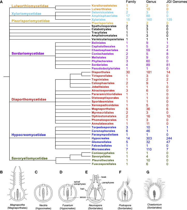 The Sordariomycetes: an expanding resource with Big Data for mining in evolutionary genomics and transcriptomics.