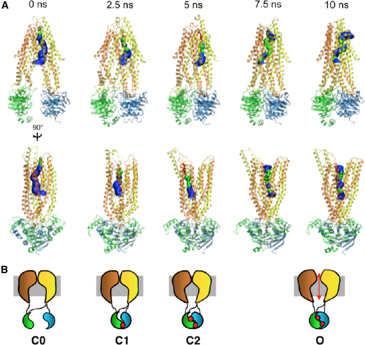 A transistor model for the cystic fibrosis transmembrane conductance regulator.