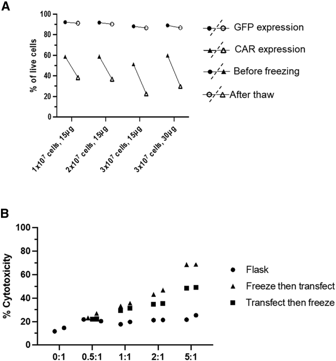 Enhancing the effectiveness of γδ T cells by mRNA transfection of chimeric antigen receptors or bispecific T cell engagers.