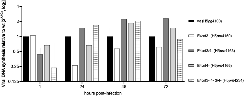 The adenoviral E4orf3/4 is a regulatory polypeptide with cell transforming properties in vitro