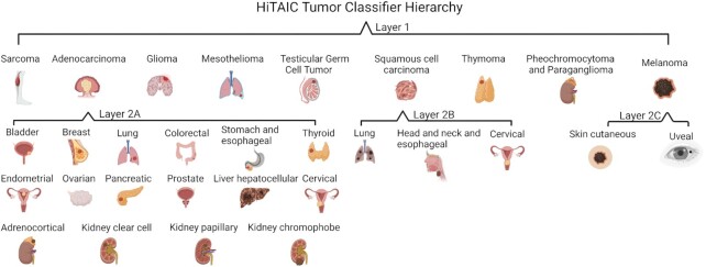 <b>HiTAIC: hi</b>erarchical tumor artificial intelligence classifier traces tissue of origin and tumor type in primary and metastasized tumors using DNA methylation.