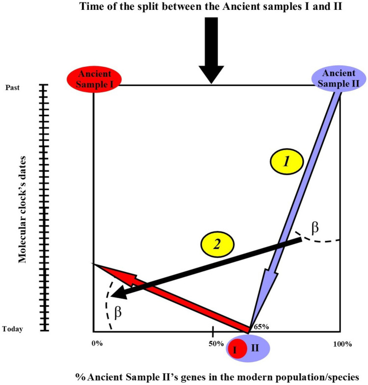 Non-ultrametric phylogenetic trees shed new light on Neanderthal introgression.