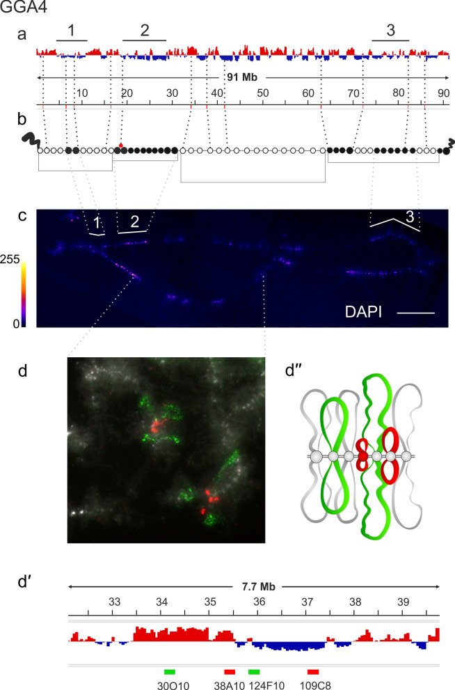 Assignment of the somatic A/B compartments to chromatin domains in giant transcriptionally active lampbrush chromosomes.